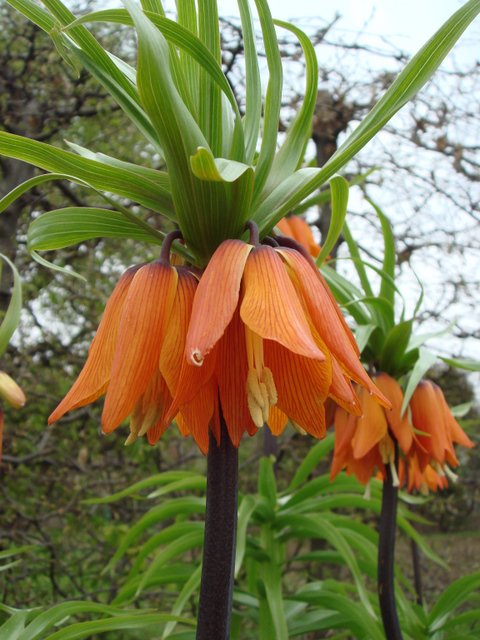 Fritillaria imperialis fleur